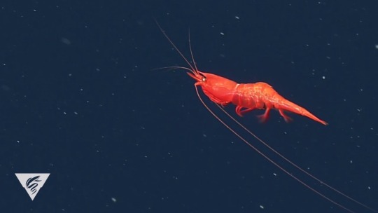 montereybayaquarium:mbari-blog:  Fridays are shrimply the best. 🦐🙌🏽⁠This