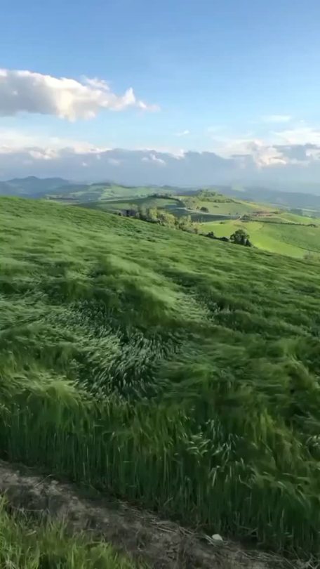 sixpenceee:Epic long grass looks like an ocean in Bologna, Italy!Source