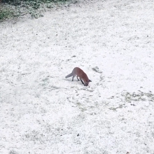 everythingfox:  Majestic garden Fox enjoys Zoomies in the Snow(via)