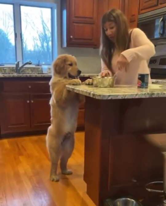 everythingfox:  The best kitchen helper(via)