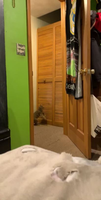 catasters: