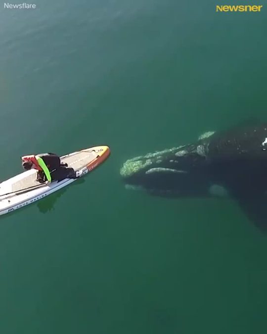 sixpenceee:A whale near a boat | Source