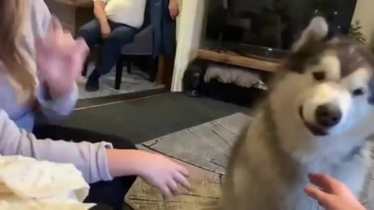 tomatomagica:dogposts:dog literally saying &ldquo;woof&rdquo; (via)&ldquo;don&rsquo;t