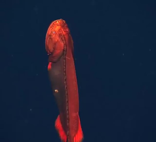sixpenceee:Extremely rare sighting of a whalefish at a depth of 6,600 ft. Sightless,