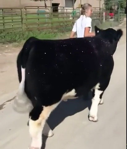 lostherlemons:imagine being the first amish cow in your farm to like get your body