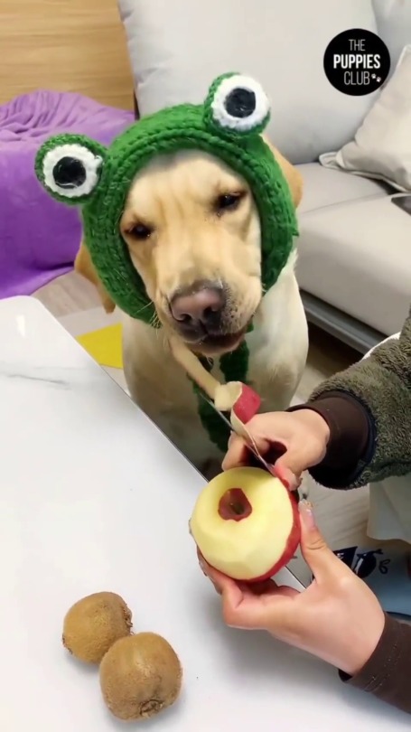 everythingfox:  He’s helping(via)