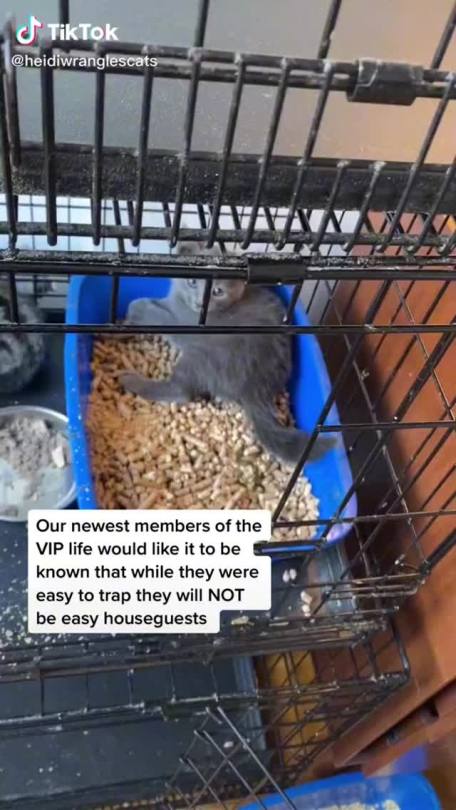 the-thinkingcat:tytythehistoryguy:beardedmrbean:Meet our newest members of the VIP life!heidiwranglescats@is-the-cat-video-cute thoughts, if you don’t mind a random tagRating: CuteKittens born strays must be socialized in order to not become feral.