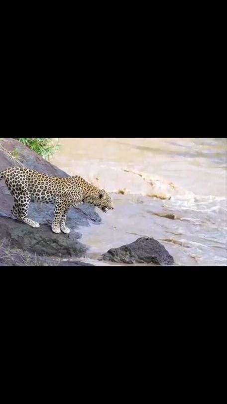 jaguar #animals HighlandValley @highlandvalley