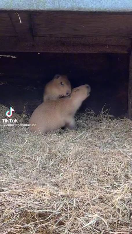 vulcanette:bunctious 😭