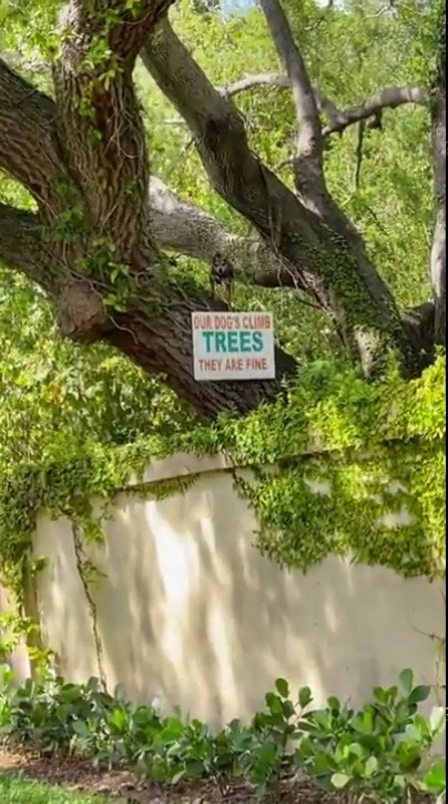 To be fair, that’s one of the most beautiful climbing trees I’ve ever seen. Is like to just sit up there reading a book or watching the sky.