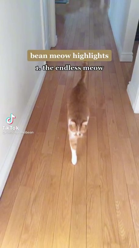 sirartwork:tiktoksthataregood-ish:reblog for noises