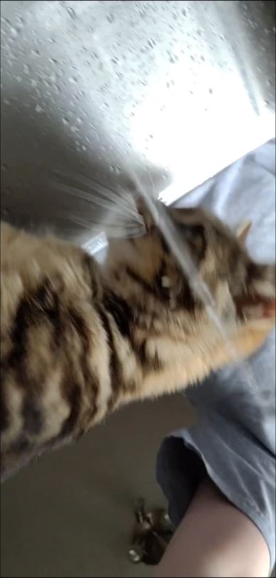fartgallery:POV: you are being slurped up by cat