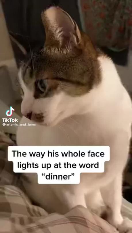 tiktoksthataregood-ish: