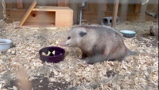 typhlonectes:  Hey Everyone, Meet Blossom the Possum.She was orphaned as a baby, and had been kept too long in captivity by a well meaning lady, trying to save her. She is also, it turns out, deaf. So the local wildlife rehabilitation center decided that