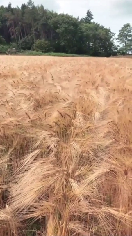 tatmanblue:  fluffygif:Surprise   camo dog 
