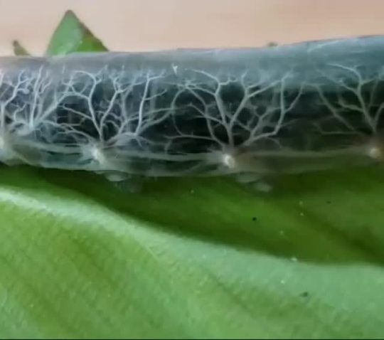 sixpenceee:The Brazilian Skipper Caterpillar. Its skin is so transparent that its circulatory system is visible | source