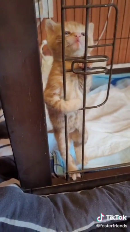 titles-for-tangents:xxtc-96xx:thenatsdorf:  Oh no. (via)   Bless orange cats  That long, plaintive meow.