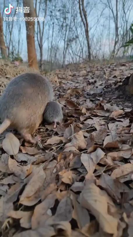 red-mercer:rongzhi:A mother bamboo rat (竹鼠) and childHamster in the front, opossum