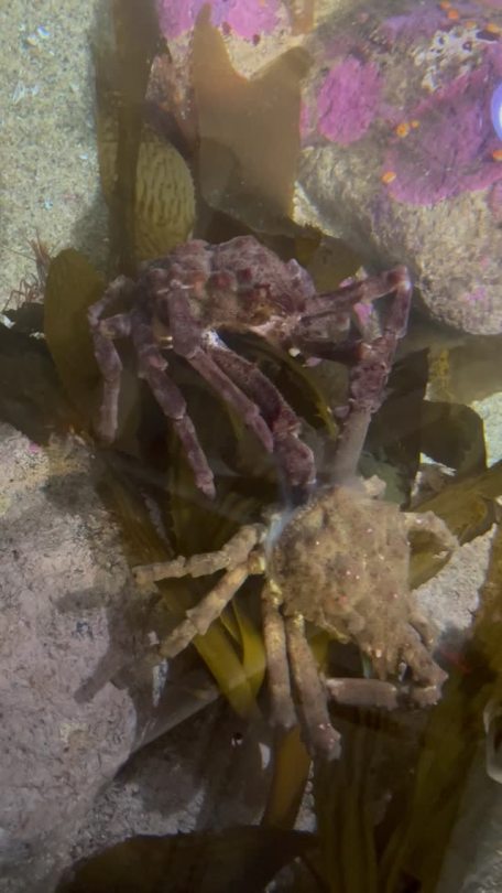 montereybayaquarium:What did the decorator crab say after molting? “I’m beside myself!”Thanks to Aquarist Kelsey and the rest of the cheer squad for capturing this crustacean sensation! Crabs and other crustaceans have an exoskeleton—like full-body