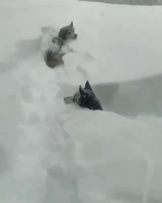 dumbcutepets