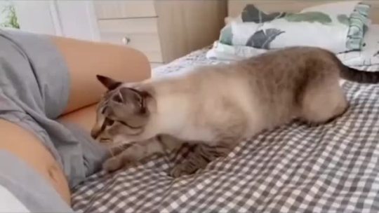 everythingfox:Kitty senses something different(via)