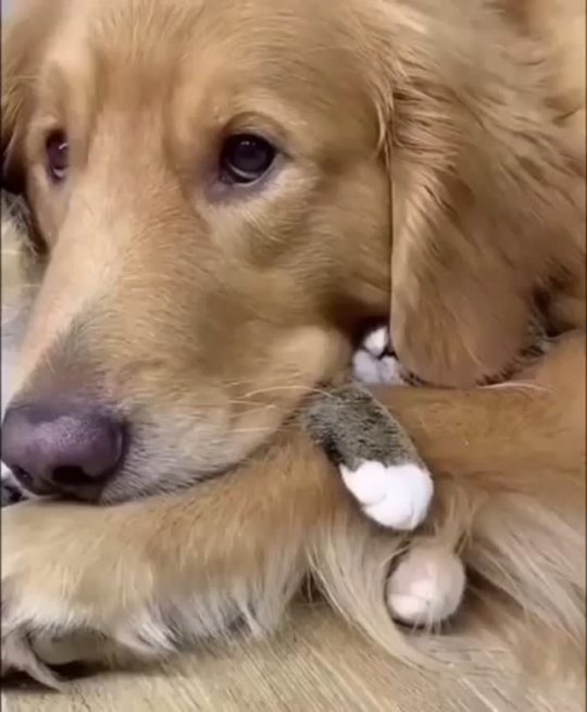 everythingfox:Best friends(via)