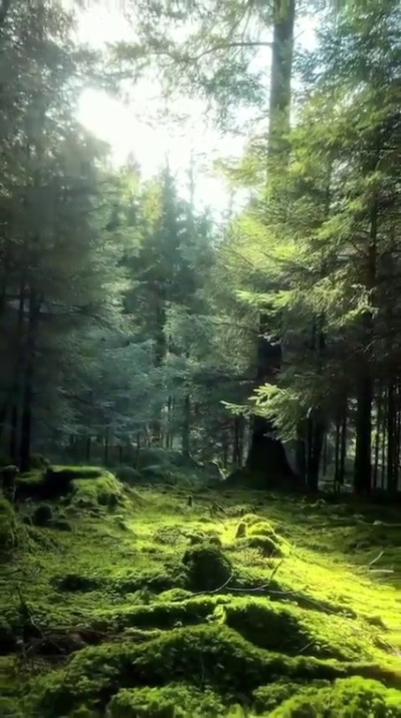 XXX fluffygif:    A few seconds of forest therapy photo