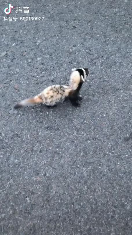 rongzhi:A baby marbled polecat (虎鼬) in northern China.English added by me :)