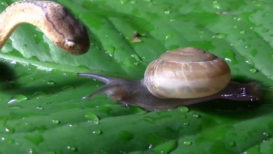 spearxwind:bogleech:  Full video here of this gastropod-specialized snake actually