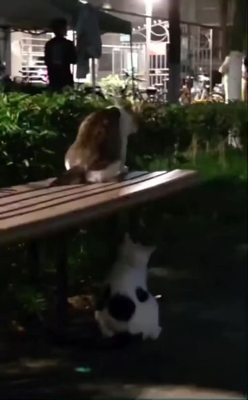 everythingfox:Confusion(via)