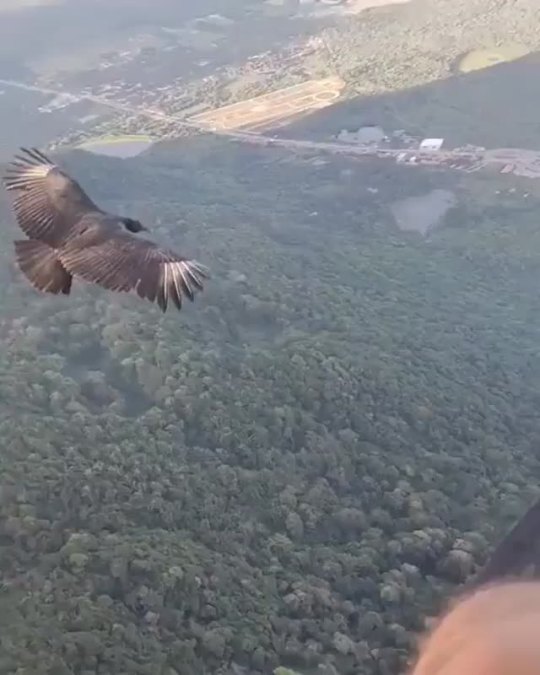 everythingfox:Paraglider and black vulture chilling(via) Holy crap