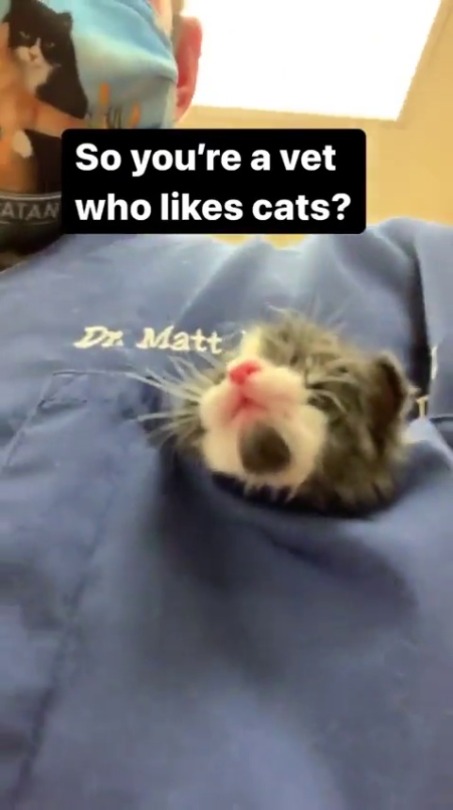 thenatsdorf:  Nothing better than veterinarians lovin kittens. (via)