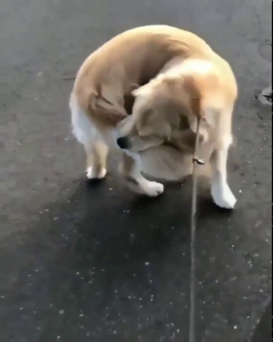 everythingfox:Dog.exe has crashed(via)