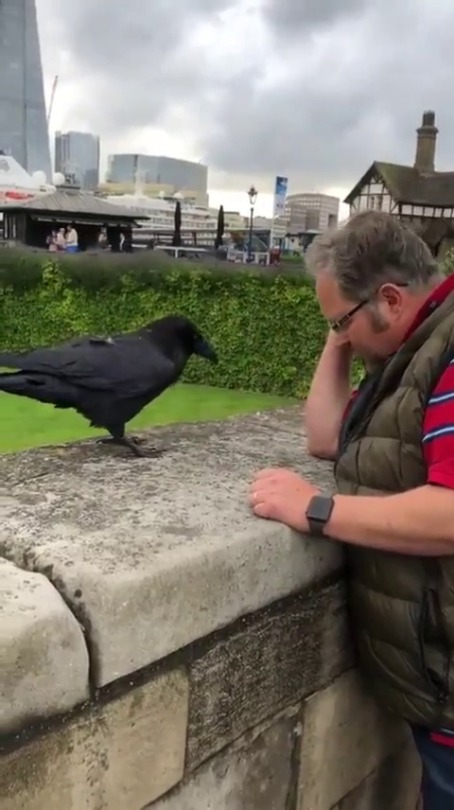 jaubaius:  The Ravenmaster talking Ravenish🔊