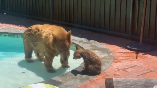 everythingfox:    Mama Bear and cub use pool(via)