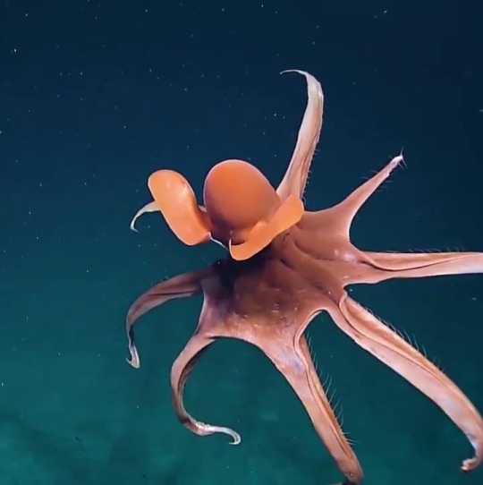 sixpenceee:   A  frightened octopus stretching its tentacles to form a huge threatening  balloon (filmed by EVNautilus) at a depth of around 1,600 meters (5,250  feet) | source                              