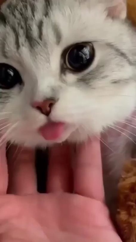 everythingfox:Blep(via)
