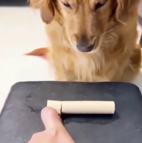 everythingfox:  Such a good boy(via)