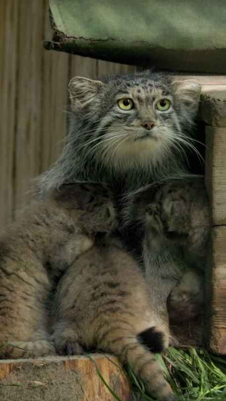 bi-spectral:romanpaulov:Six Pallas&rsquo;s cat kittens born in Novosibirsk zoo