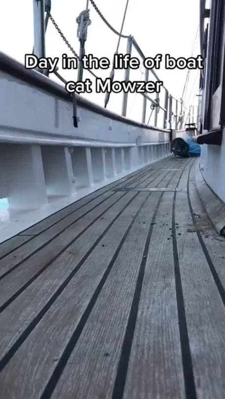 everythingfox:A day in the life(via)