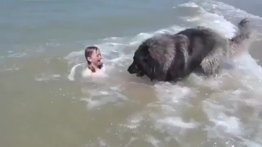 thetursithan:Lifeguard dog !!