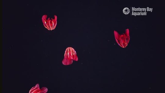 montereybayaquarium:Comb on over and sea the magnificent bloody belly comb jelly!
