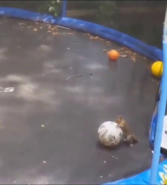 everythingfox:  Squirrel having fun