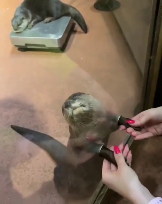 jaubaius:    Petting the hands of an otter     I can’t even 💖