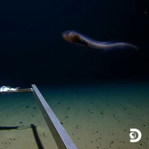 beanb-urrito:sixpenceee:   Footage from the Mariana Trench. 10,792 meters (36,000 feet) below the Ocean surface.                                 You know what i have always wonderedIf you would take one of these fish and take them to the