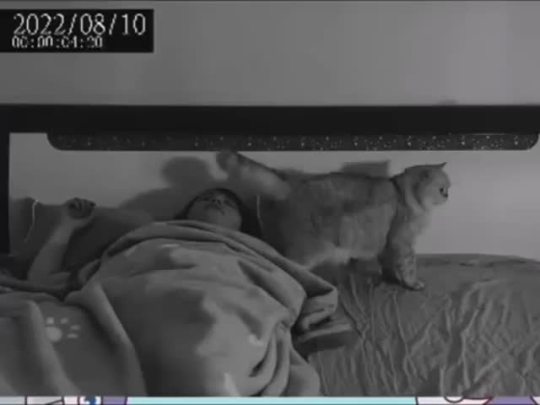 catasters: