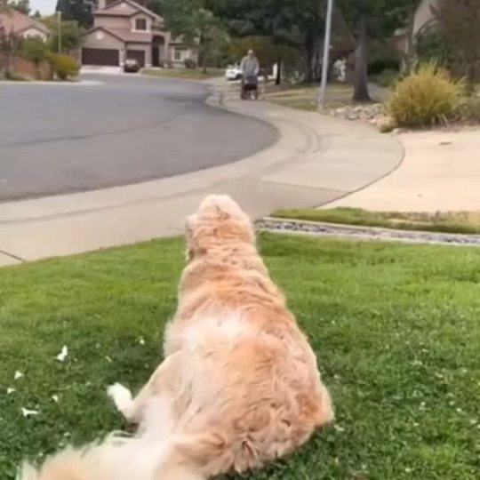 dogposts:Every morning 11-year-old dog Maisy is waiting for her 90-year-old friend Richard during his daily walk (via)