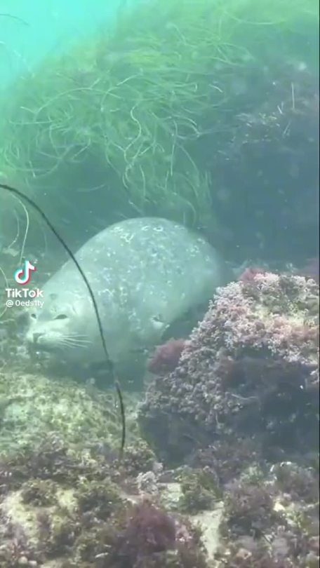 arborealgargoyle:guooey:[video description: a seal closes its eyes sleepily underwater as it rocks back and forth in a gentle current surrounded by swaying sea grass. the song “Mr. Sandman” by the Chordettes plays in the background. end description]HAPPY