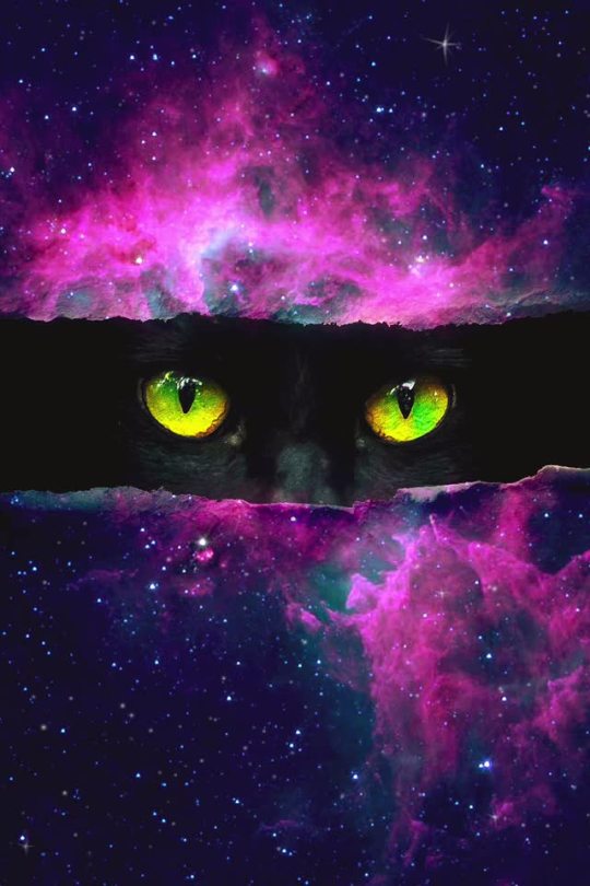 galaxy cat background tumblr