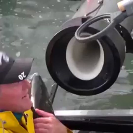 sixpenceee:System helps native fish pass over dams in seconds rather than days